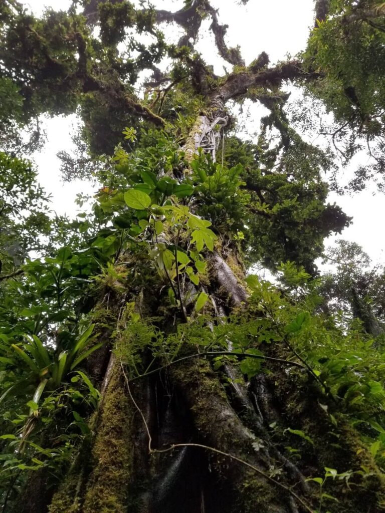 Tree at Cloud Forest Preserve