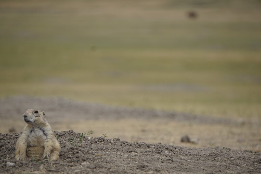 Prairie Dog